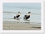 kyhmyhaahaka King Eider 3477 * 961 x 694 * (485KB)